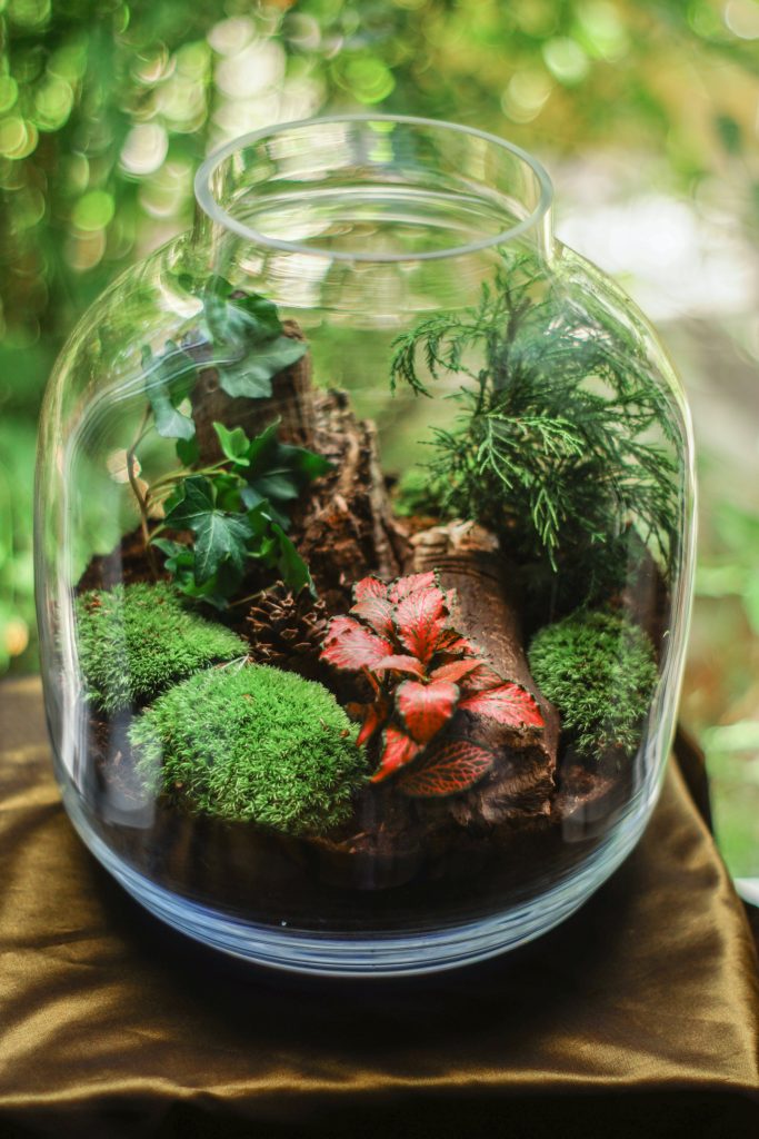 Chậu thủy tinh terrarium