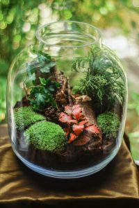 Terrarium là gì