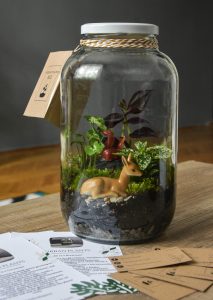 Cách trồng terrarium