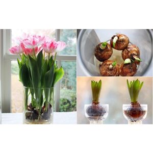 Cách trồng hoa tulip trong nước 