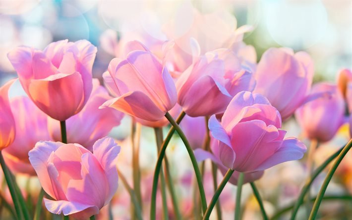 Hạt giống hoa tulip - Ý nghĩa và đặc điểm về loài hoa