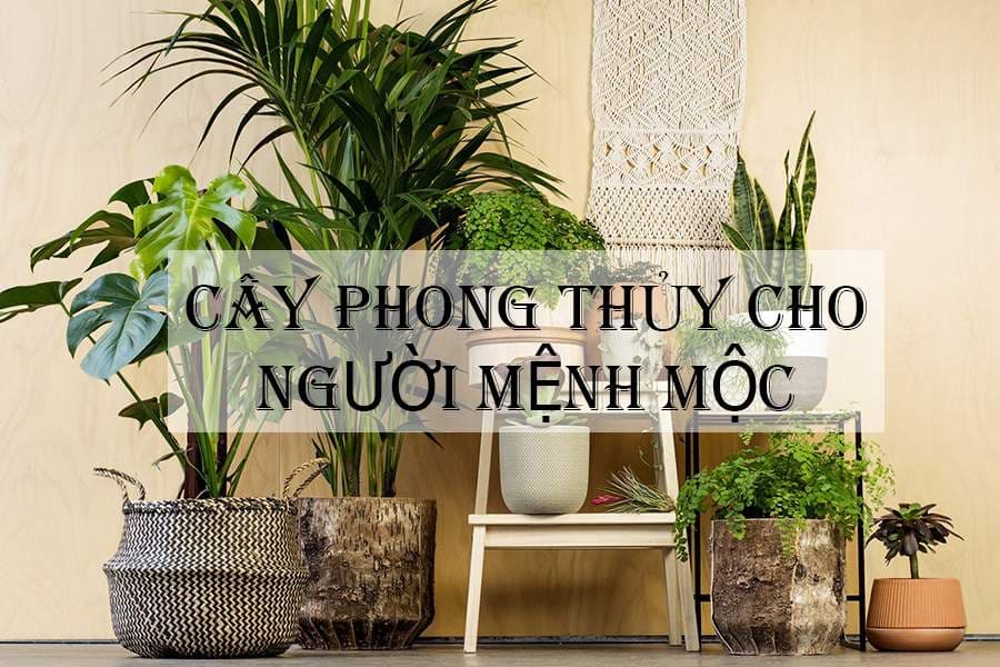 Cây phong thủy cho người mệnh Mộc