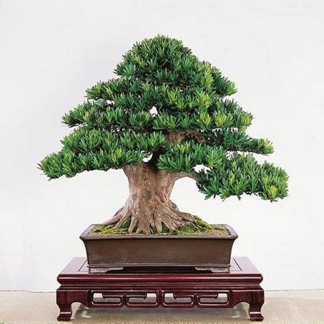 Cây Tùng La Hán Bonsai