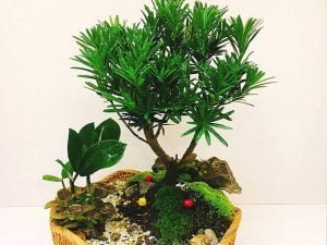 Cây Tùng La Hán Bonsai