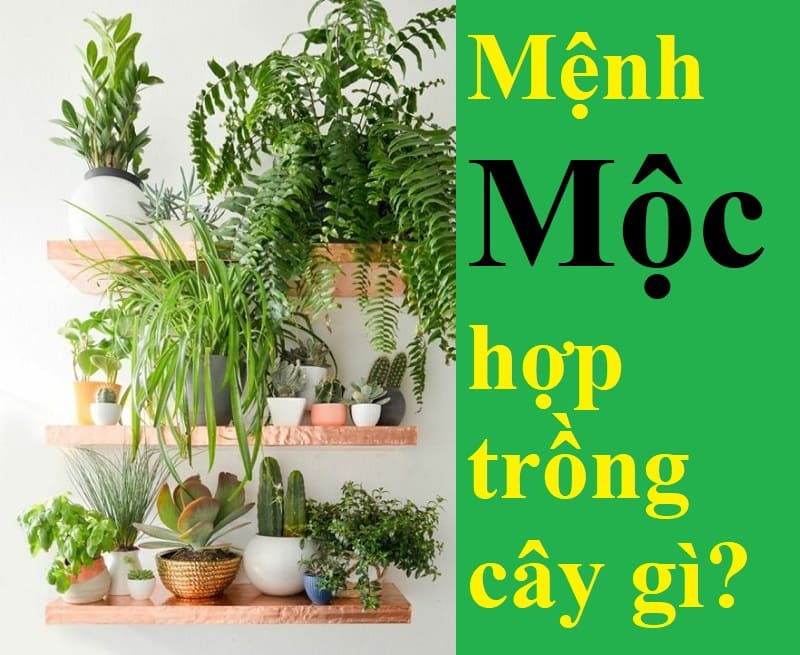 Người mệnh mộc trồng cây gì