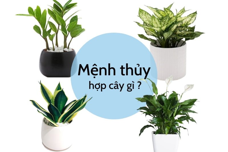 Người Mệnh Thủy Trồng Cây gì