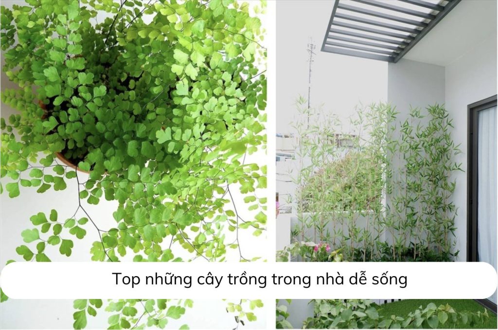 Cây trồng trong nhà dễ sống