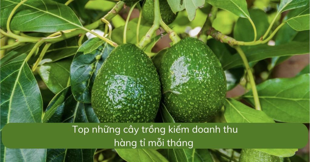 Thu nhập hàng tỉ đồng từ cây bơ