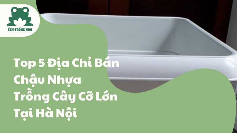 Top 5 Địa Chỉ Bán Chậu Nhựa Trồng Cây Cỡ Lớn Tại Hà Nội